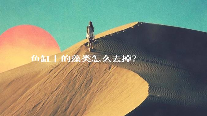 鱼缸上的藻类怎么去掉？